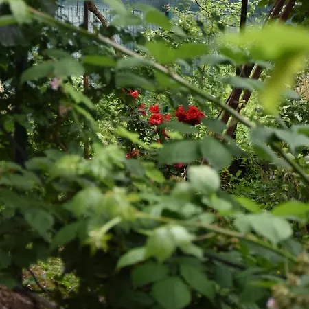 Monika Apartament Široki Brijeg